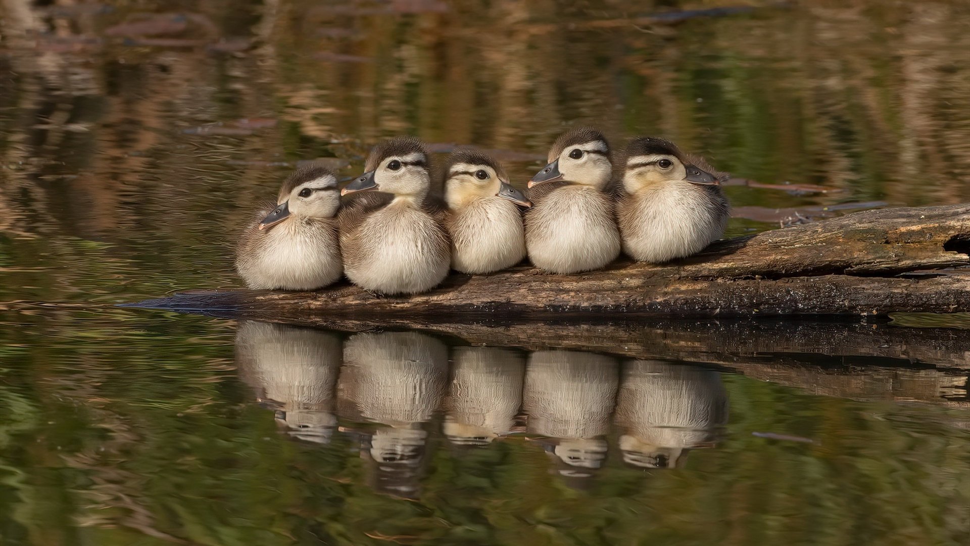 kaiyun体育综合-赛场“神操作”：突破、助攻、扣篮集锦不断刷新纪录，突破扣篮倾向