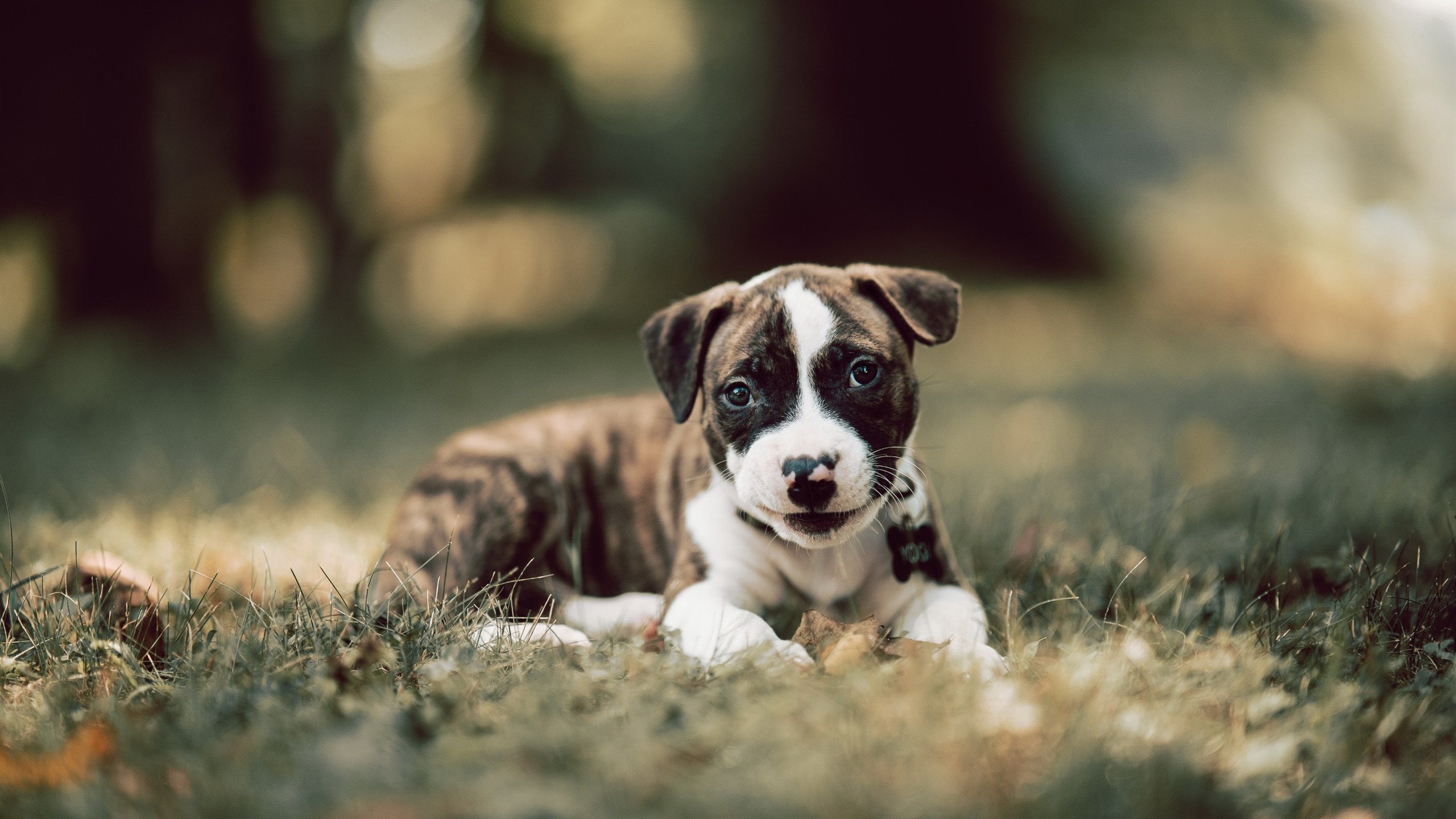 开云kaiyun-世界田径锦标赛中国选手再创佳绩，世界田径锦标赛冠军