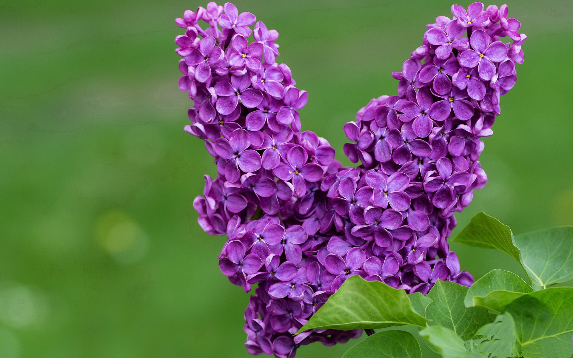 开云·体育官网APP下载-冠军联赛中球队展现出强大的竞技水平，冠军的球队是哪支球队