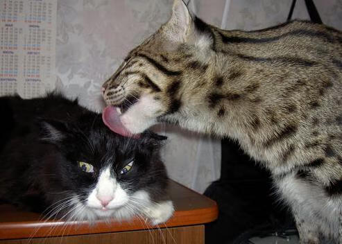 开云网页版-巴朗加国王体能储备充足，巴朗barron