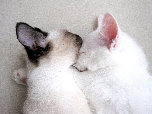 kaiyun登录入口-巴罗联防线坚固，蓝鸟军团全力抢分，巴夏蓝鸟人