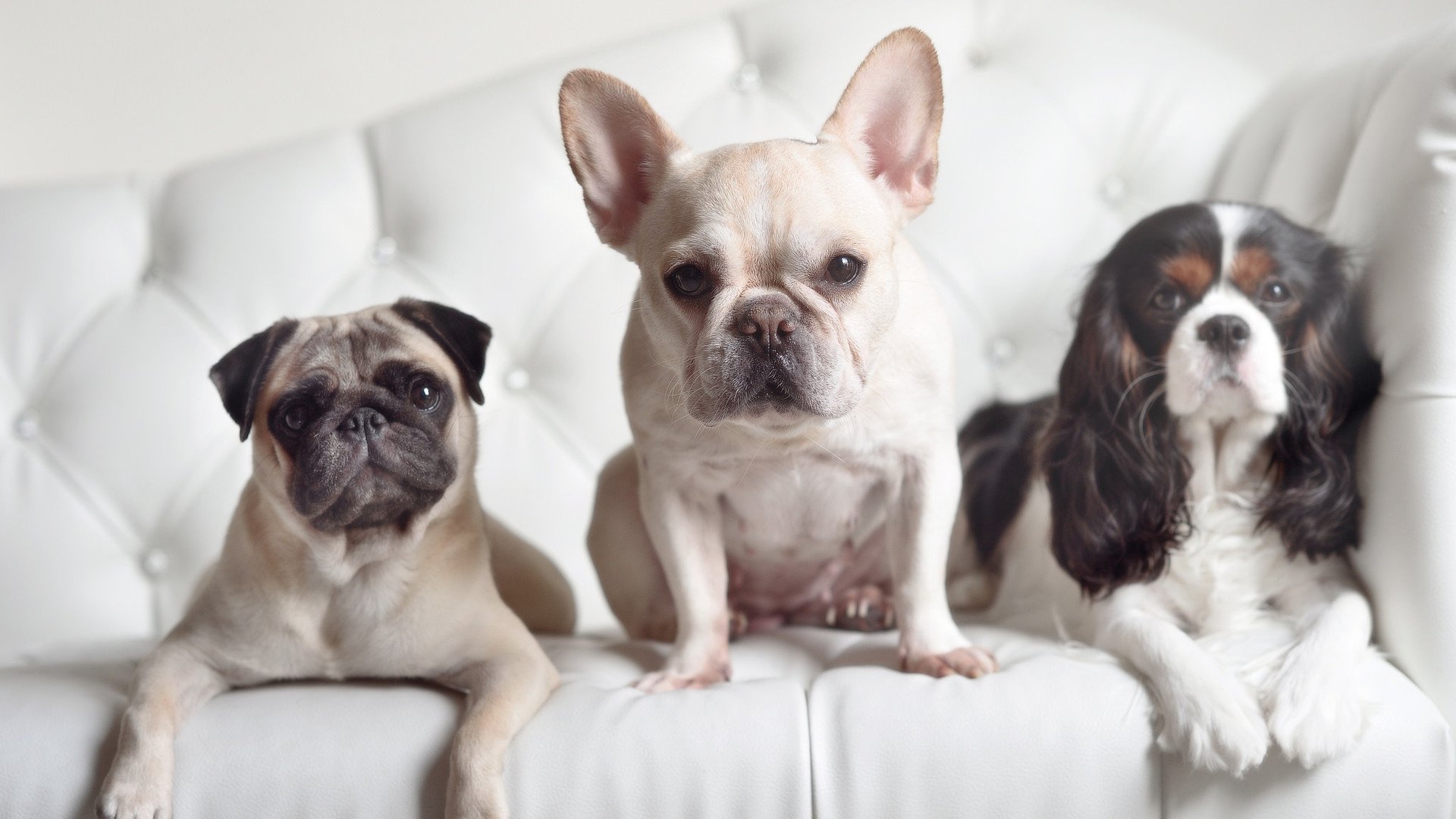 巴罗联防线坚固,蓝鸟军团全力抢分,巴夏蓝鸟人