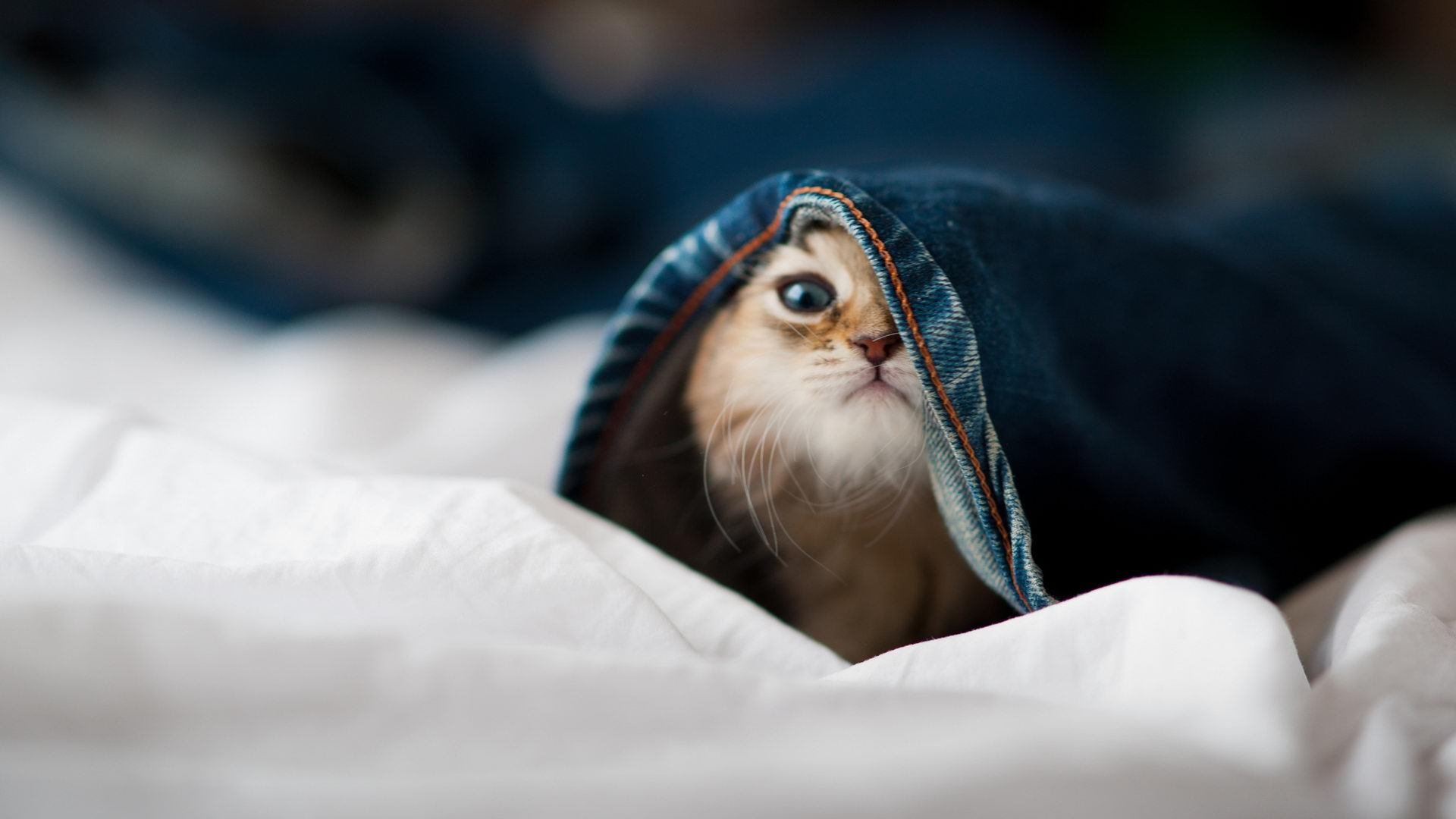 kaiyun网站-眼花缭乱的进球战，谁能领先一筹，经典进球视频