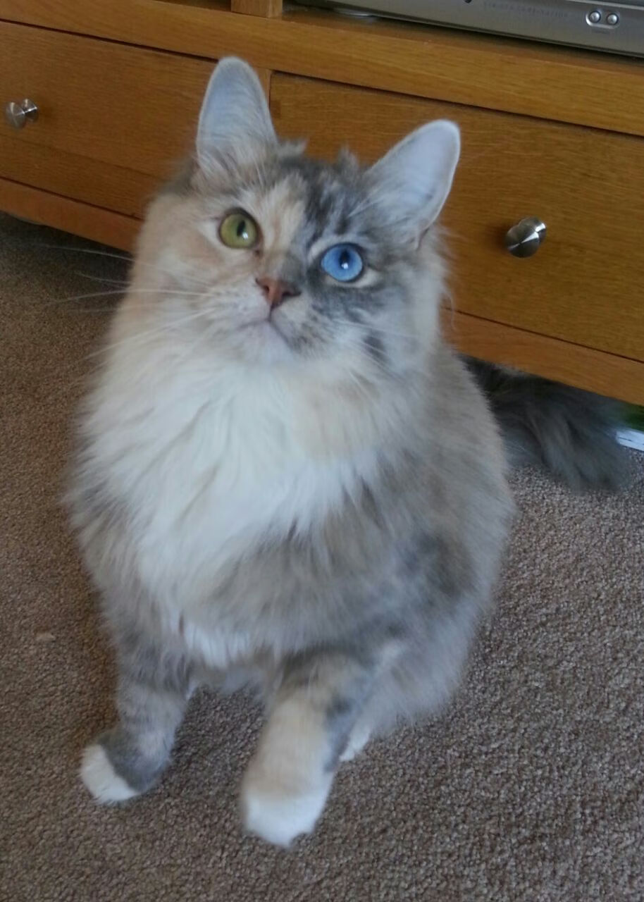 石油人季后赛关键战表现稳定,石油人石油情