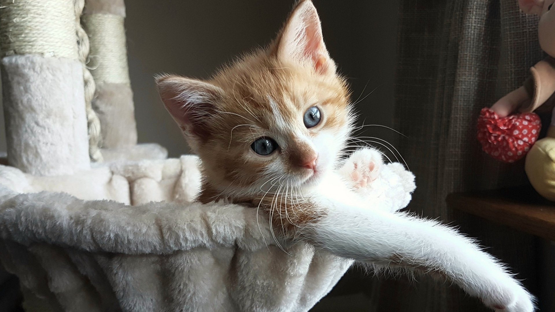 秘鲁队强劲衝刺,斗志高昂,秘鲁队最近战绩