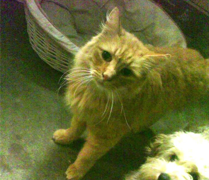 开云体育APP下载-西班牙压制俄罗斯，成功晋级半决赛，西班牙打谁