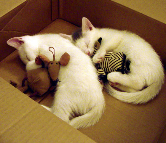 中国篮球青训教练员能力提升方案研究,篮球教练员培训计划方案