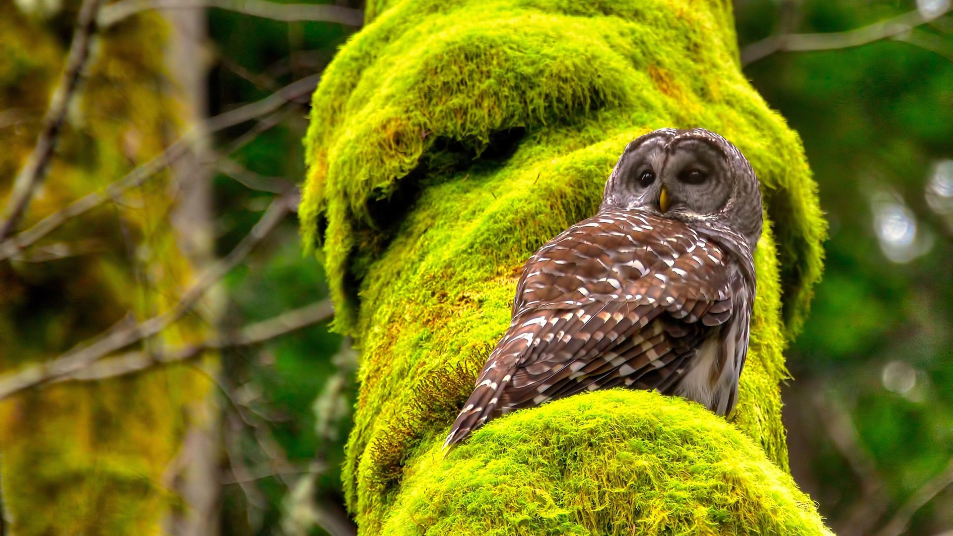 球迷狂欢节：全球各地的重要足球庆典，足球球迷欢呼