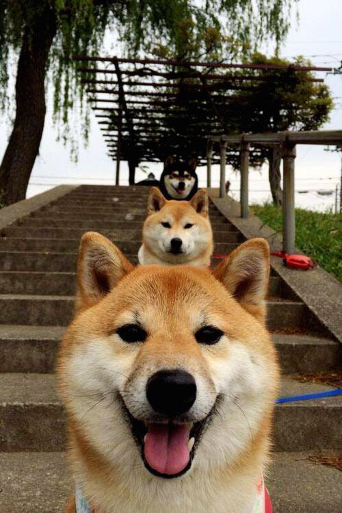 篮球专项技能训练规范体系建设与应用，篮球专项训练方法和手段