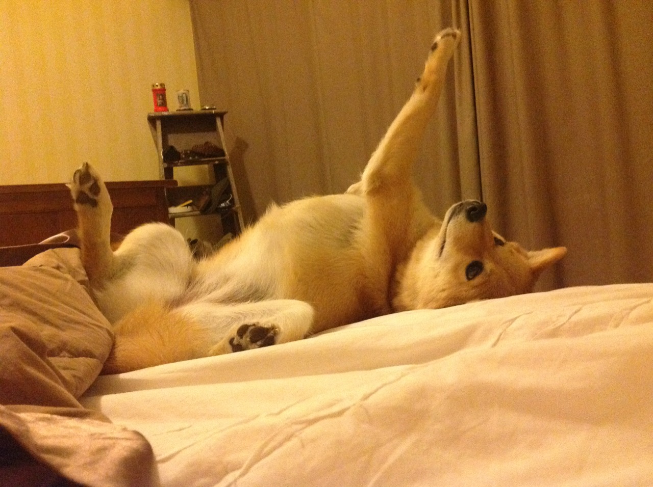 奥预赛中国女足夺冠 球迷欢呼雀跃，中国女足2021奥运会预选赛赛程