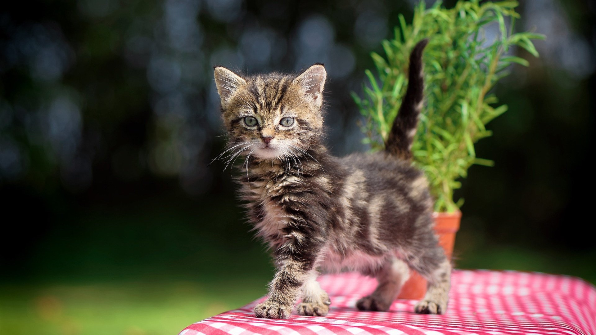 搏击台上新秀崭露头角实力强劲,搏击glory