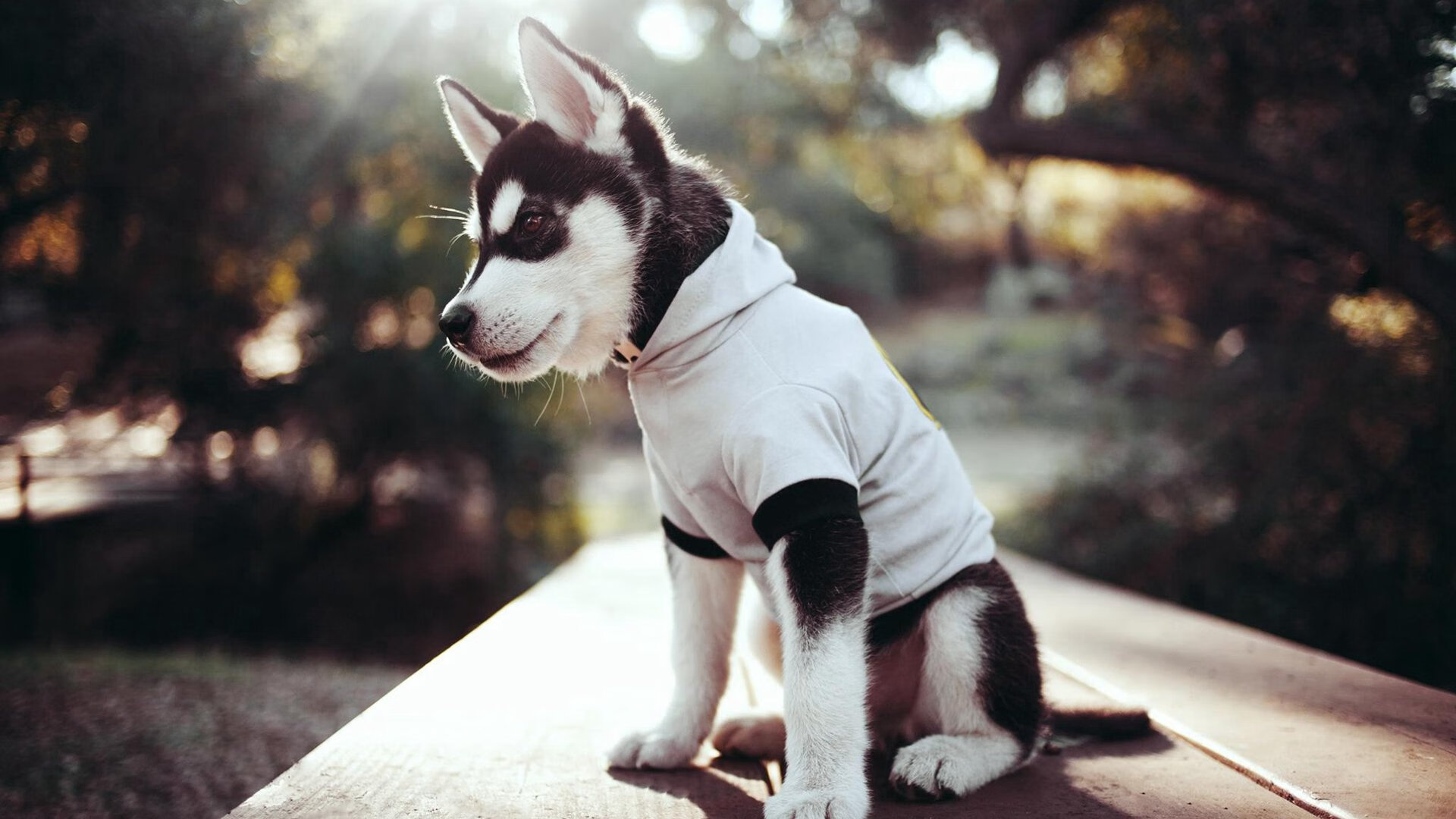 开云平台-意甲新起之秀提前宣布加盟，备战新赛季