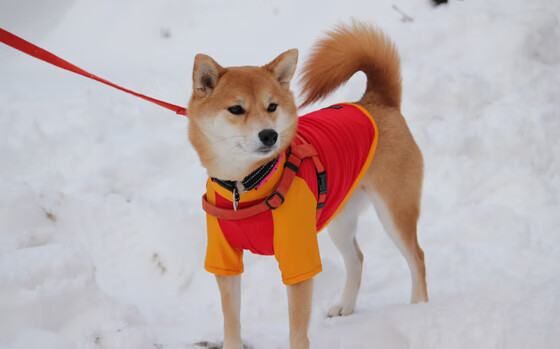 开云官方网站-陈芋汐跳台动作细腻赛场焦点，陈芋汐参加什么比赛